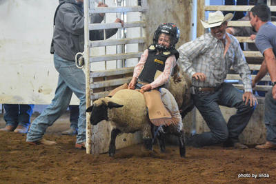 Sheep Riding
