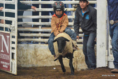 Sheep Riding 2